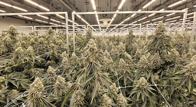 Smo Cultivation Web