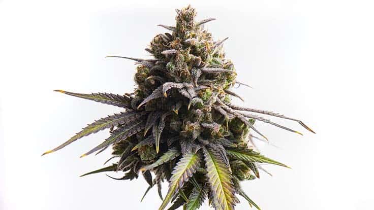 Tomorrow Cannabis Feb 2022