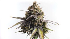 Tomorrow Cannabis Feb 2022