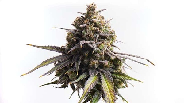 Tomorrow Cannabis Feb 2022