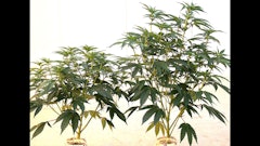 A photo of cannabis plants in week 3 of flower. The plant on the left is infected with HpLVd, and the growth is stunted, compared to the healthy plant on the right.