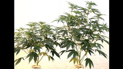 A photo of cannabis plants in week 3 of flower. The plant on the left is infected with HpLVd, and the growth is stunted, compared to the healthy plant on the right.