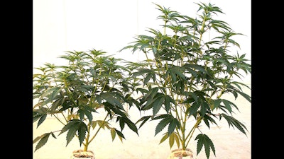 A photo of cannabis plants in week 3 of flower. The plant on the left is infected with HpLVd, and the growth is stunted, compared to the healthy plant on the right.