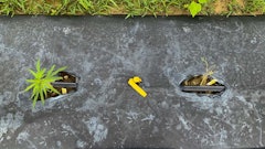 Cannabinoid-producing plant (left) with very little insect damage adjacent to cannabinoid-free plant (right) that has been completely defoliated by insects.