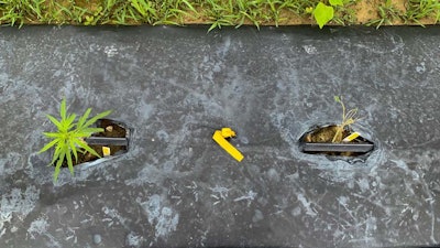 Cannabinoid-producing plant (left) with very little insect damage adjacent to cannabinoid-free plant (right) that has been completely defoliated by insects.