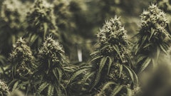 Cannabis Plants Adobe Stock Kyle Resized