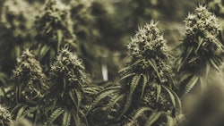 Cannabis Plants Adobe Stock Kyle Resized