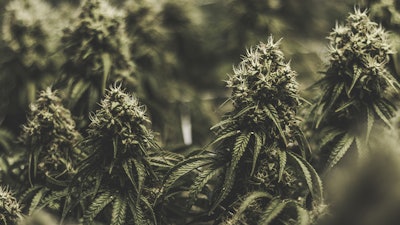 Cannabis Plants Adobe Stock Kyle Resized
