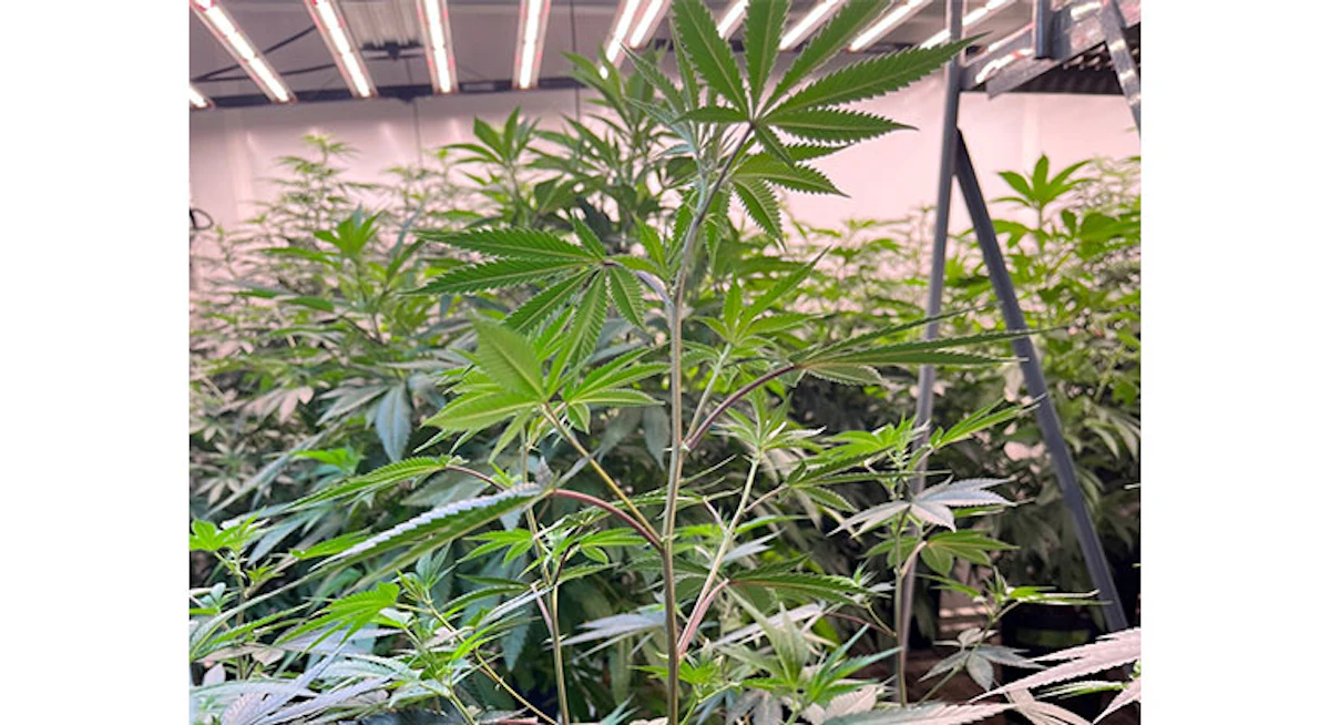 11 Tips For Managing Mother Plants in Cannabis Cultivation | Cannabis  Business Times