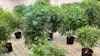 Klutch Cannabis dedicates 3,600 square feet of space to its mother plants in its Akron, Ohio, cultivation facility.