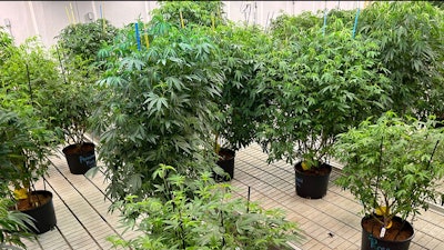 Klutch Cannabis dedicates 3,600 square feet of space to its mother plants in its Akron, Ohio, cultivation facility.