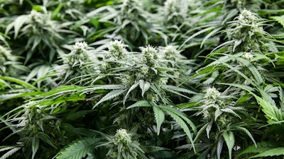 Nm Plants