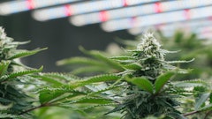Rebates exist for multiple aspects of indoor cannabis grow facilities, from LED lighting to HVAC-D to CO2 systems.