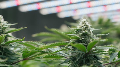 Rebates exist for multiple aspects of indoor cannabis grow facilities, from LED lighting to HVAC-D to CO2 systems.