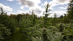 Sun+Earth recently certified its first East Coast farm, Craftsbury, Vt.-based Rebel Grown, which grows half an acre of cannabis on a 200-acre permaculture sanctuary.