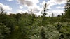 Sun+Earth recently certified its first East Coast farm, Craftsbury, Vt.-based Rebel Grown, which grows half an acre of cannabis on a 200-acre permaculture sanctuary.