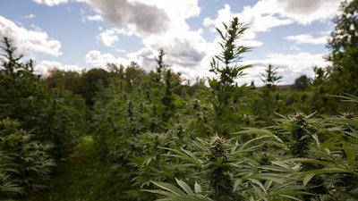 Sun+Earth recently certified its first East Coast farm, Craftsbury, Vt.-based Rebel Grown, which grows half an acre of cannabis on a 200-acre permaculture sanctuary.