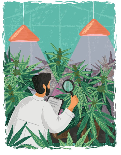 Adobe Stock 431850224 Examine Cannabis Leaves Magnifying Glass Lab Greenhouse Fmt