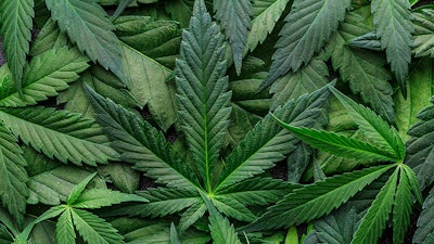 Cannabispolicylab
