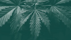 Doj Mjleafs