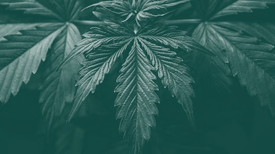 Doj Mjleafs