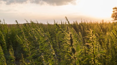 Hemp Field Adobe Stock Mexchriss Resized
