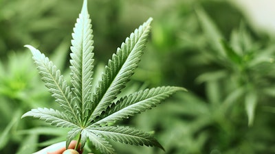 Mj Leaf