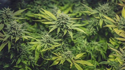 Mj Plants