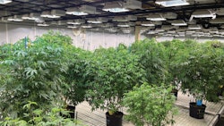 Klutch's cultivation facility in Akron includes 3,600 square feet of space exclusively for mother plants.