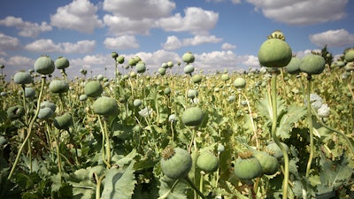 Brightgreen Poppy