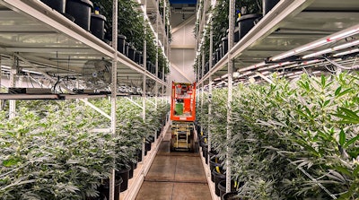 Galenas Vertical Cultivation Cannabis