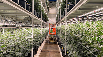 Galenas Vertical Cultivation Cannabis