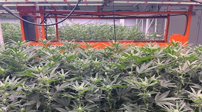 Genetics Galenas Tiered Grow