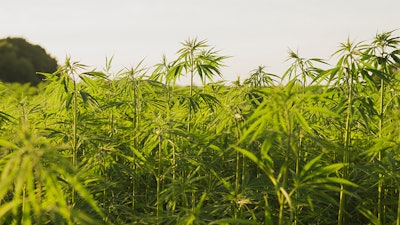 Hemp Outdooors