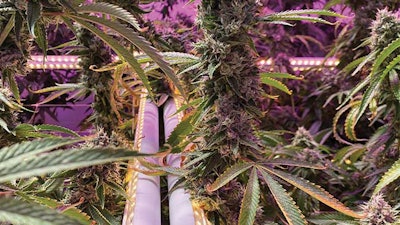 Intercanopy Lights Closeup Fmt