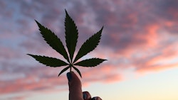 Mj Leaf sky