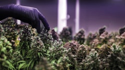 Short plants can be easier to access and maintain, minimizing labor time and cost.