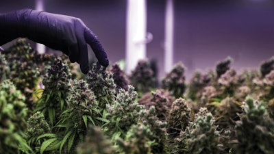 Short plants can be easier to access and maintain, minimizing labor time and cost.
