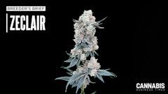 Zeclair (Cold Heat x Zonuts)