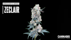 Zeclair (Cold Heat x Zonuts)