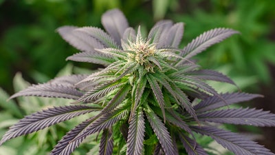 Canna Flower