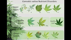 Figure 4: An infographic to help cultivators narrow down potential fertility issues by showing visual deficiency symptoms based on location.