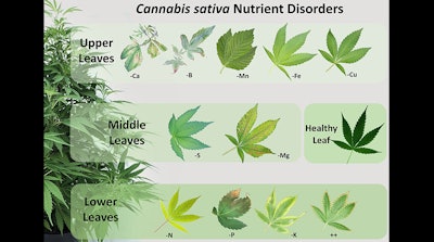 Figure 4: An infographic to help cultivators narrow down potential fertility issues by showing visual deficiency symptoms based on location.
