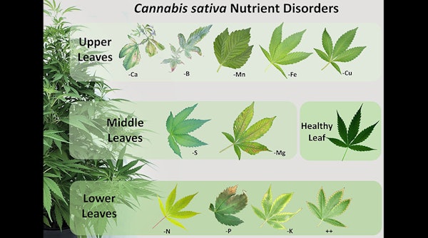 Figure 4: An infographic to help cultivators narrow down potential fertility issues by showing visual deficiency symptoms based on location.