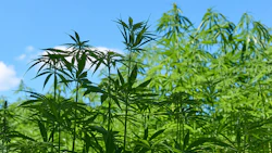 Hemp Authority