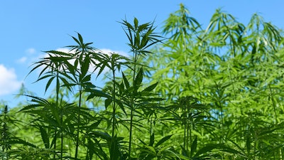 Hemp Authority