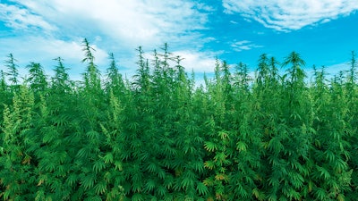 Hemp Uscc