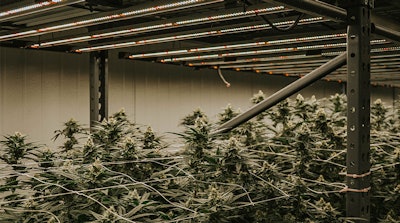 Led Cannabis Cultivation