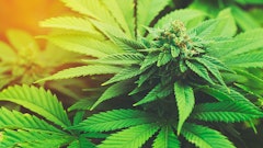 Mjplants Excise