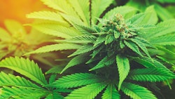 Mjplants Excise